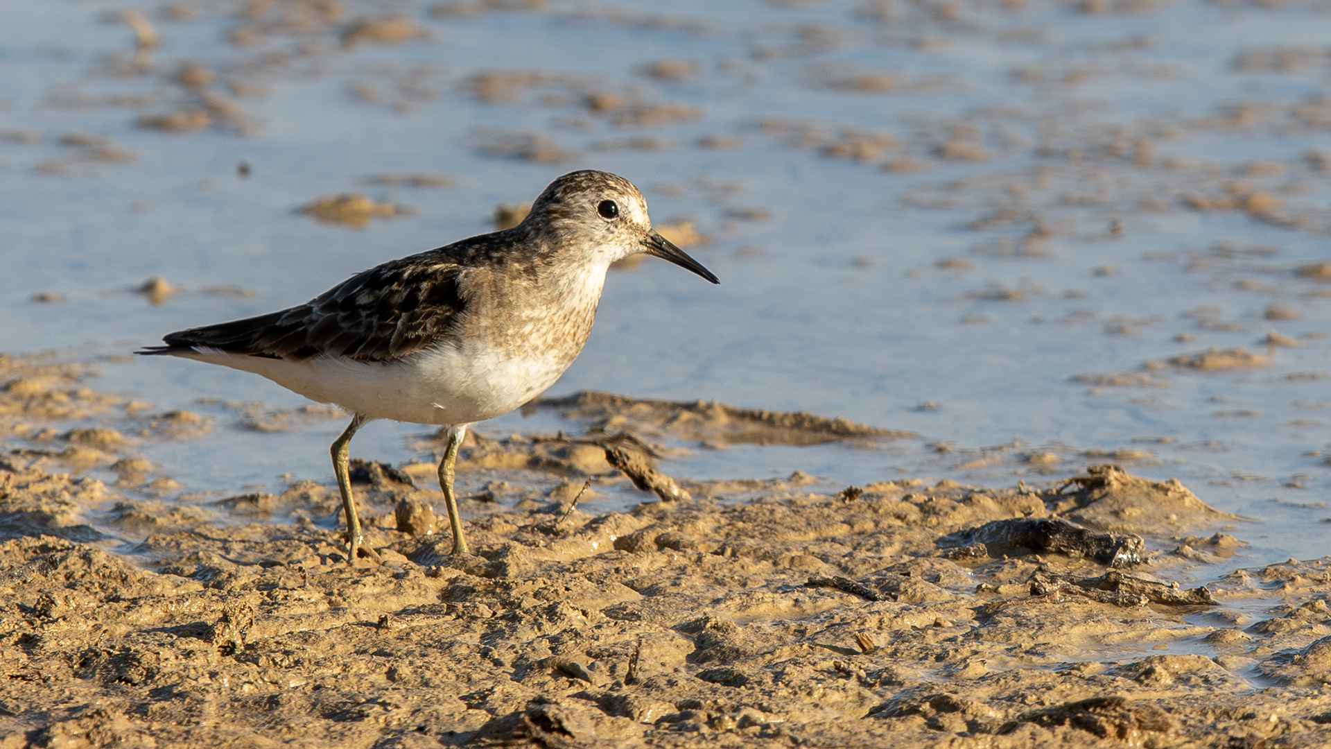 Temminck's Stint
